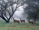 Does In Fog, Effie Yaw Nature Center