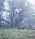 Buck In Fog, Effie Yaw Nature Center