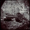 Dangerosaurus.....forrest Of Trolls 4