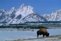 Wyo
