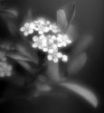 Choke Cherry