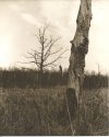 Gnarley Old Tree