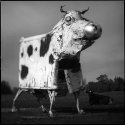 Cows