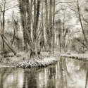 Forest Of Dean 5