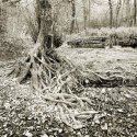 Forest Of Dean 6