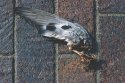 Wing, No Prayer