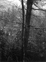 Wet Tree In Wales