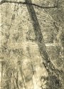 Spring Foliage, Eagle Creek