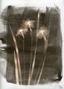 Three Daffodils