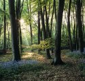Sunbeam In The Blubell Wood