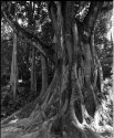 Old Tropical Tree