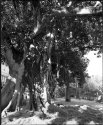 Old Tropical Tree