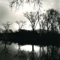 Heron's Nests