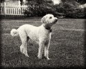 Barkley The Dog