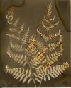 Ferns