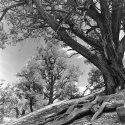 Swing Tree