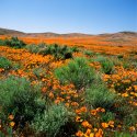 Antelope Valley