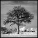Ir