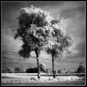 Ir