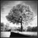 Ir