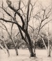 Dancing Jacarandas