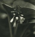 Hosta Bloom