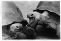 The Slow War