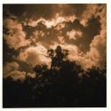 Sepia/gold