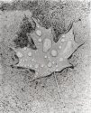 Fallen Leaf In Rainstorm