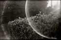 Bush Flare