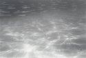 Big Fish Little Fish Swimming In The Water...