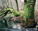 Mossy Tree, Scott Creek