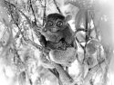 Tarsier And Baby #1