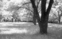 The Grove