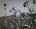 Roadside Thistles