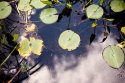 Lilies.