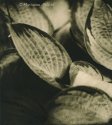 Hosta Leaves
