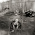 Ginger - Brownie Hawkeye