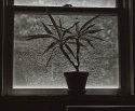 Pennsylvania Palm