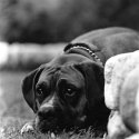 Buckshot