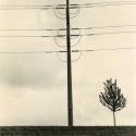 Pole & Tree