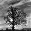 Tree And Clouds