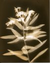 Joe Pye Weed