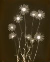 Wild Dasies