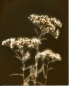 Yarrow