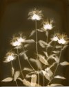 Wild Bee Balm