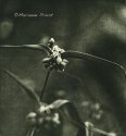 Spiderwort