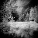 In The Swamp 07 (Waiting for Fairies)