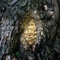 Fungus