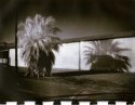 Palm And Shadow